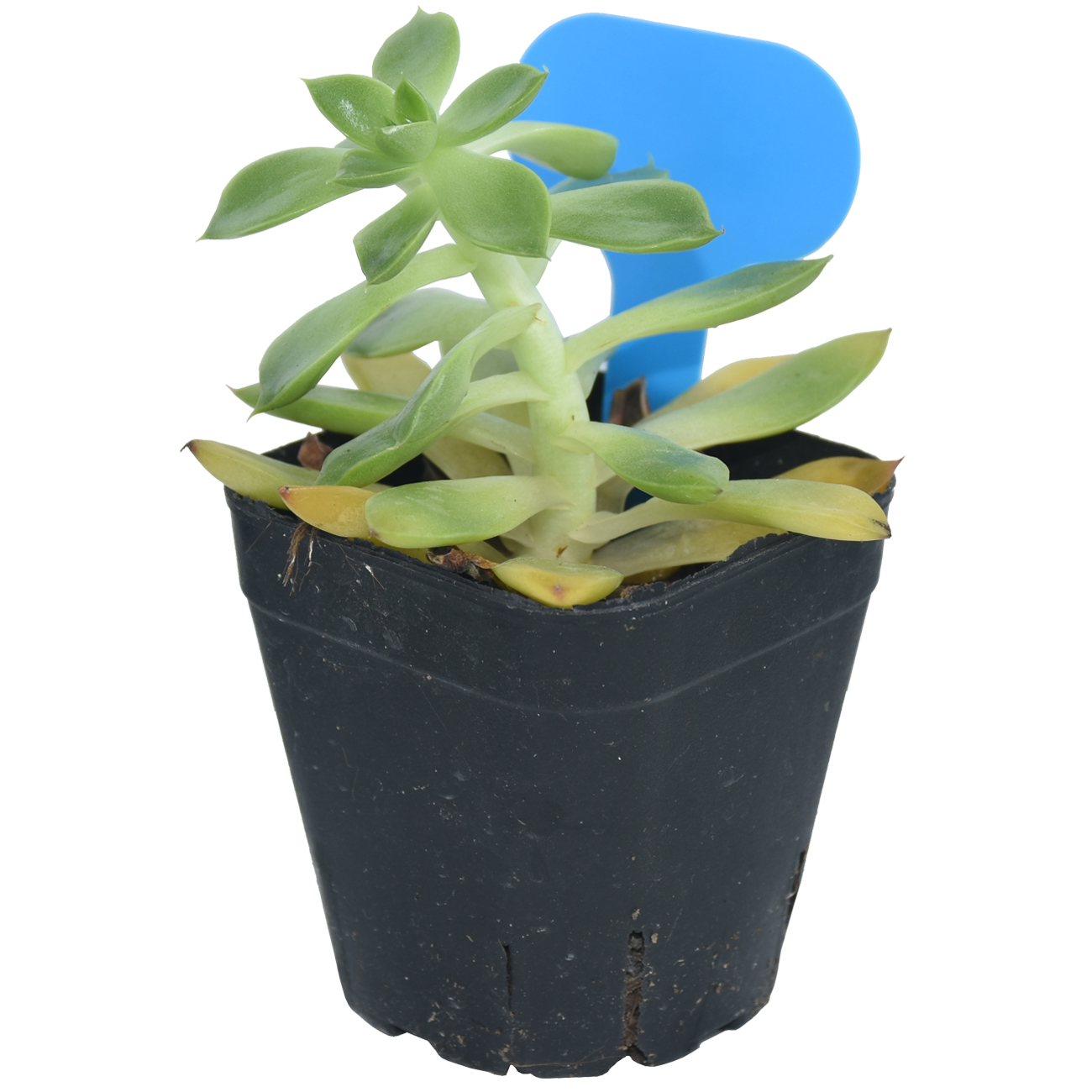 50PCS Garden Plant Labels Mark - Plant Label Tags reseña y precio