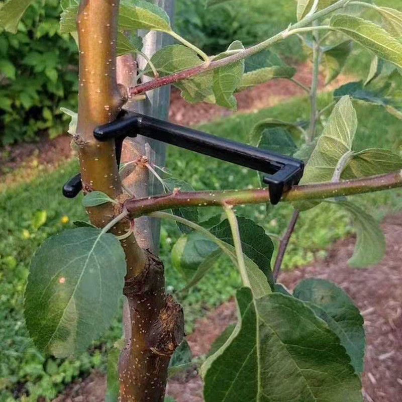 Fruit Tree Branch Puller Plant - Root Watering Spike reseña y precio
